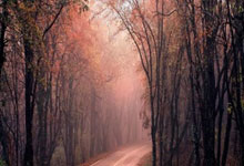 开云下载-鹿岛鹿角新援首秀引期待，世俱杯表现备受关注