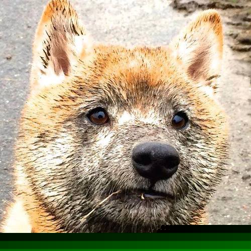 开云体育官方网站-末节狂飙19分！保罗化身边线杀神，山西轻取辽宁迎四连胜