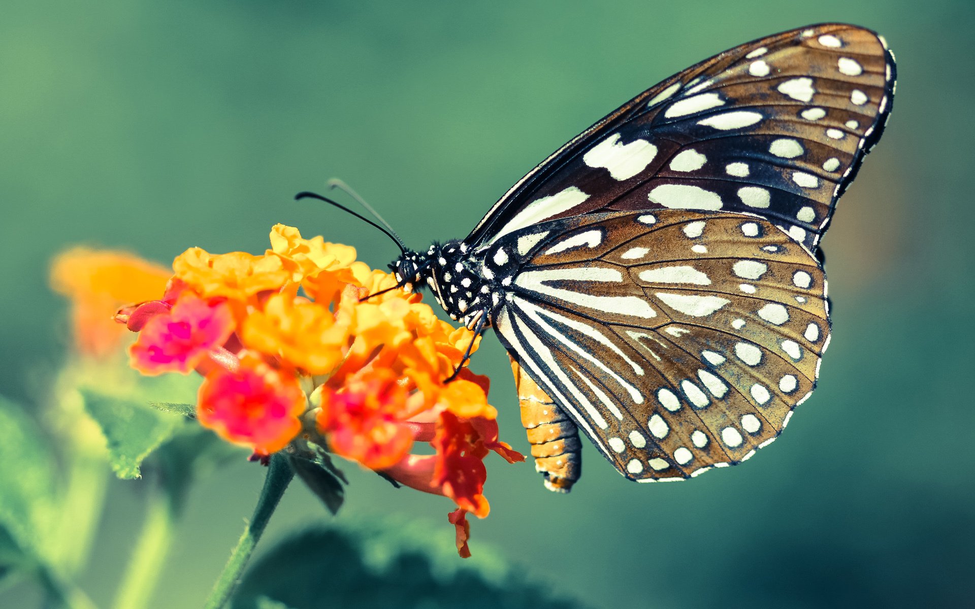 巴西对阵韩国赛后,富安健洋的防守表现被赞为教科书