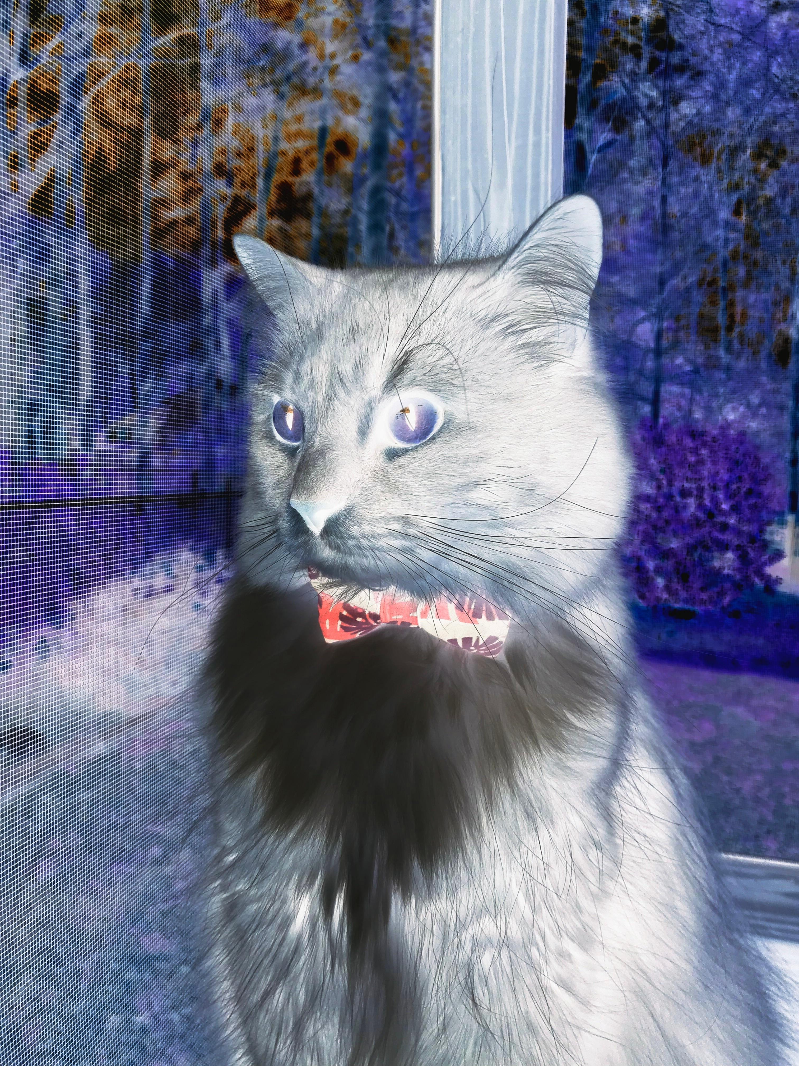 开云体育平台APP-绿茵烽火，从西甲国家德比到北非雄鹰的坚韧之路