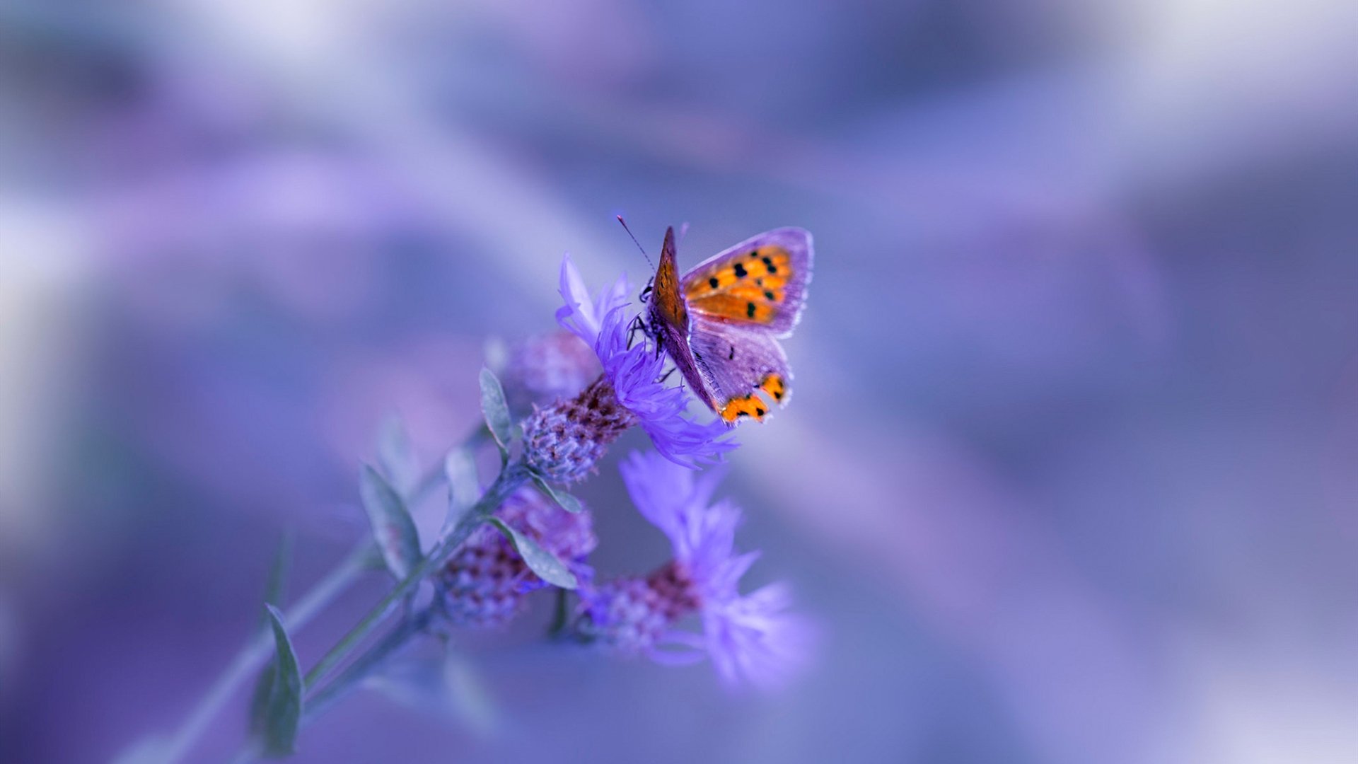 F1年度争冠压哨绝杀,黄蜂车队最后一圈逆袭鹈鹕