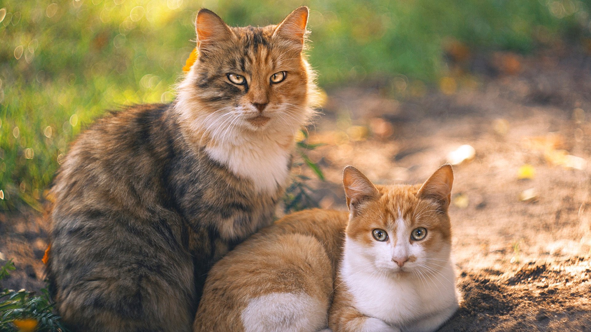 逆袭之战，一瘸一拐的楚阿梅尼，扛起整个阿尔及利亚