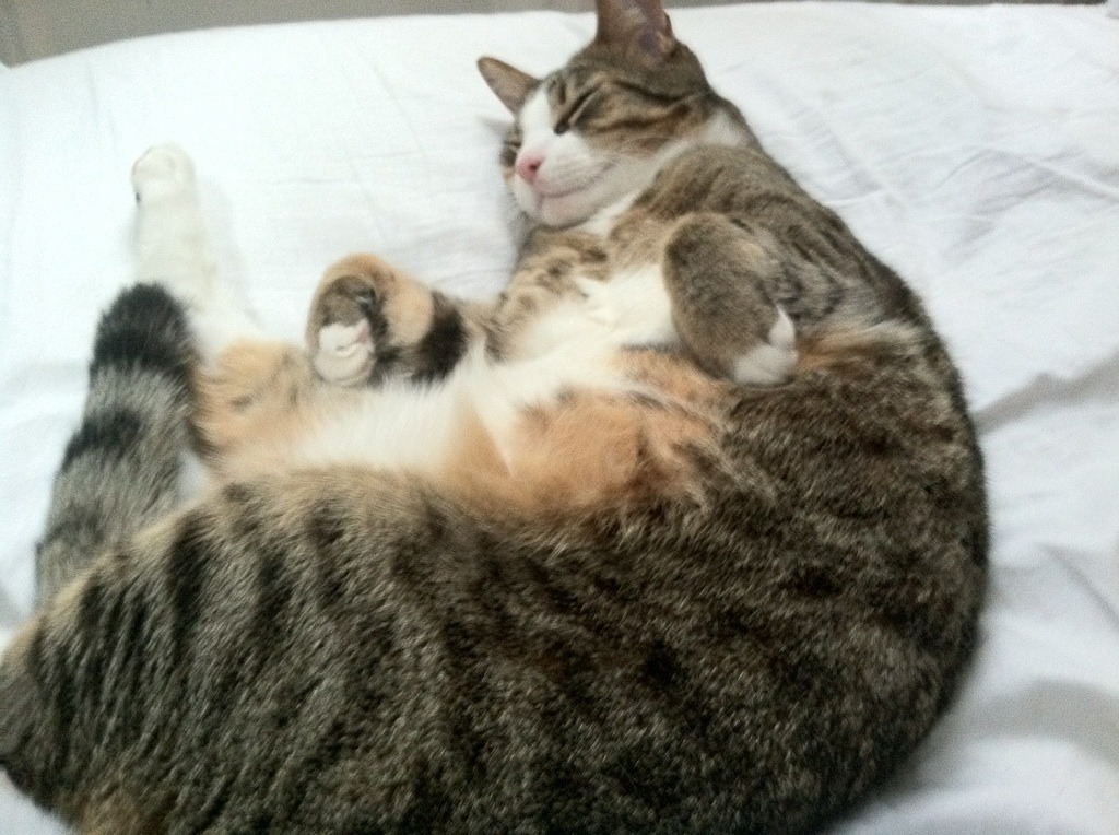 绿茵风暴，爱尔兰的逆袭与皮克的2026传奇序曲