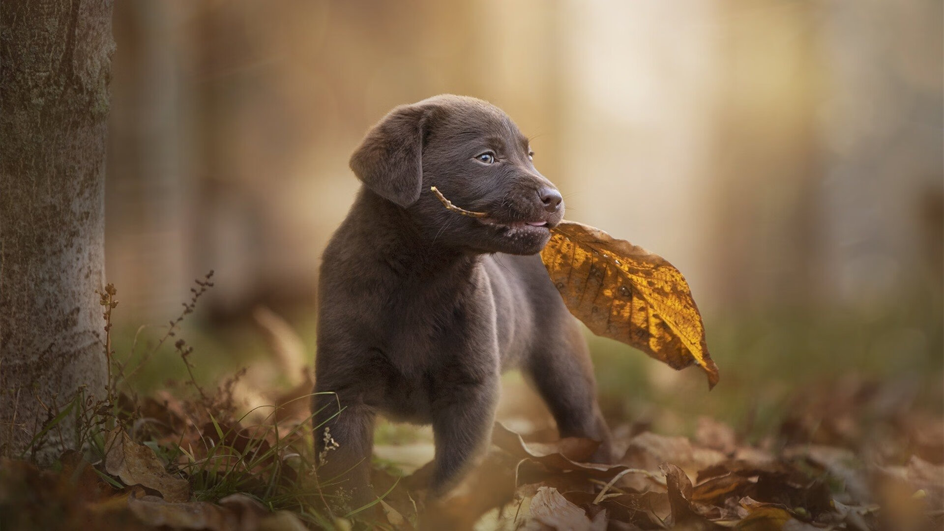 鹰击长空!莫兰特封神之夜率队力克灰熊