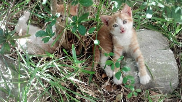 雷霆力克步行者,世界排名争夺战迎来关键转折