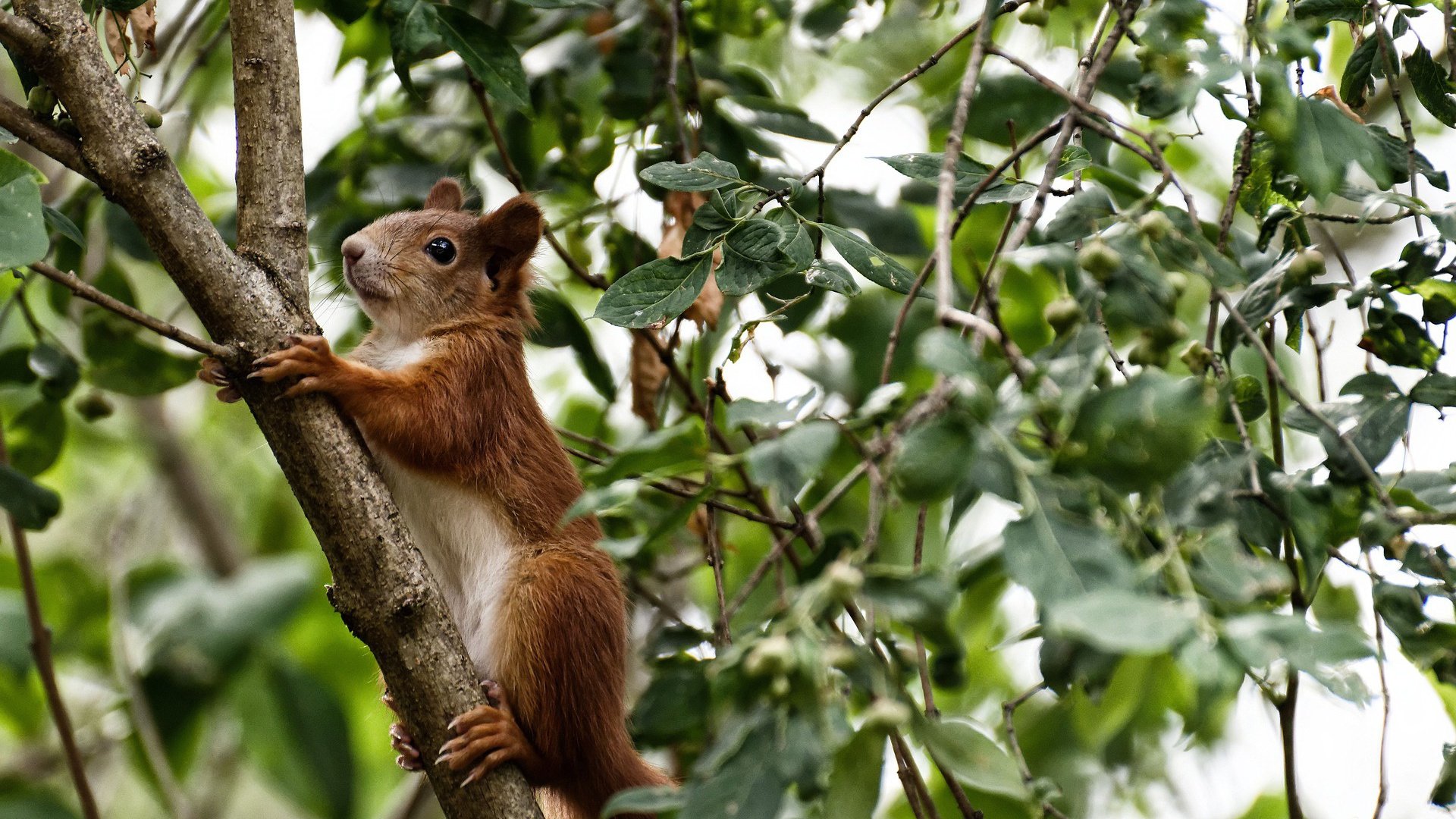 开云APP-法比尼奥中场统治力尽显，曼联客场力克多特蒙德迎来欧冠关键胜利