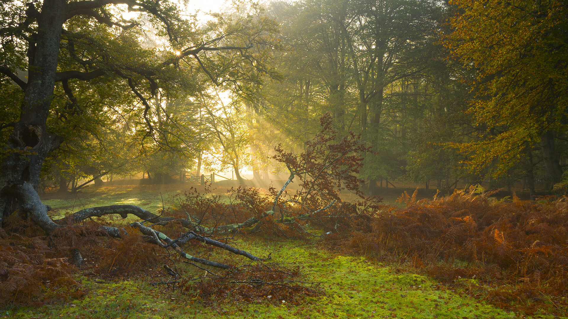利刃出鞘，范弗利特导演攻防交响，快船以团队铁壁压制广厦
