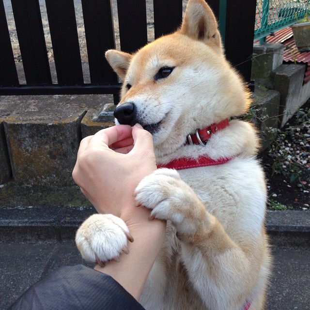 欧冠半决赛焦点战？不，这是非洲大陆的世纪击溃，摩洛哥如何用欧洲公式碾碎了安哥拉