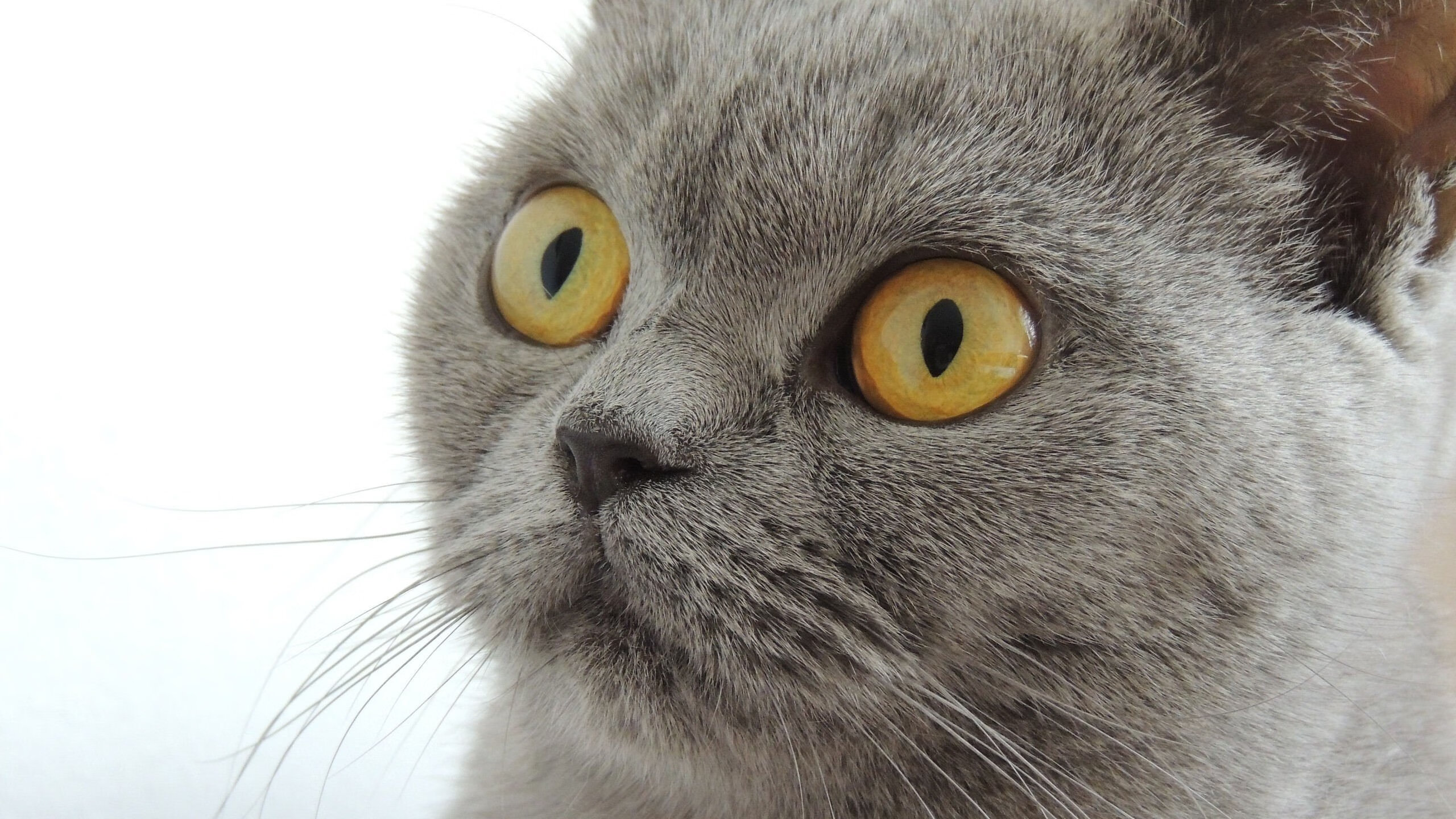 阿拉巴任意球绝杀！塞维利亚生死战掀翻拜仁王朝