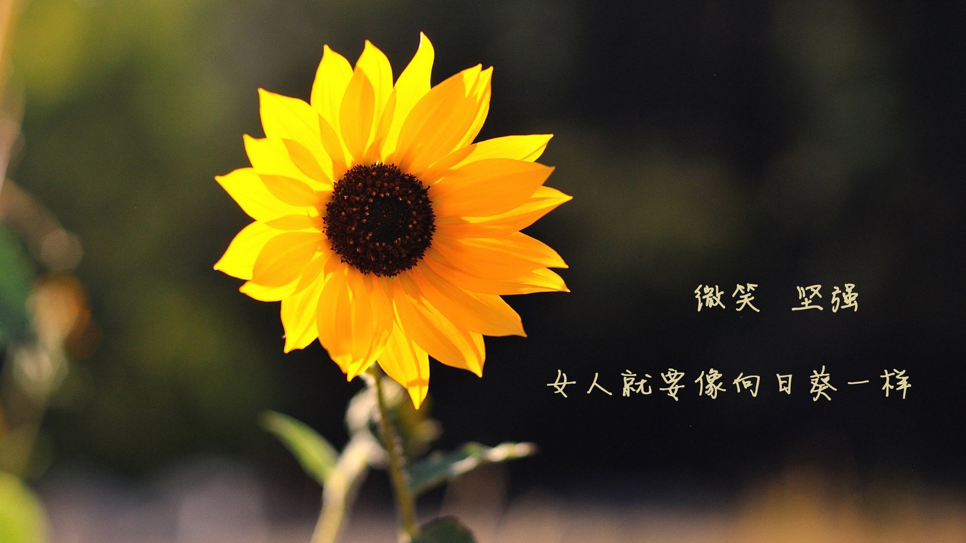 烈焰之战与沉默之碑，阿什拉夫的伯纳乌里程碑之夜