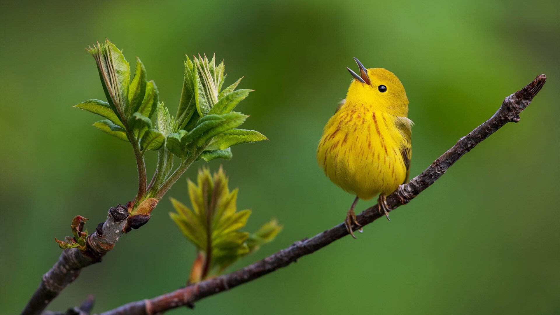 跨界鏖战，当NBA季后赛的短兵相接，遇见绿茵场的苏格兰风暴